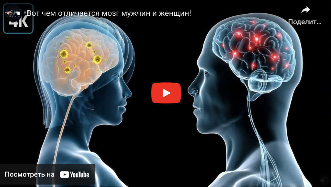 Чем отличается мозг мужчин и женщин, (С1)