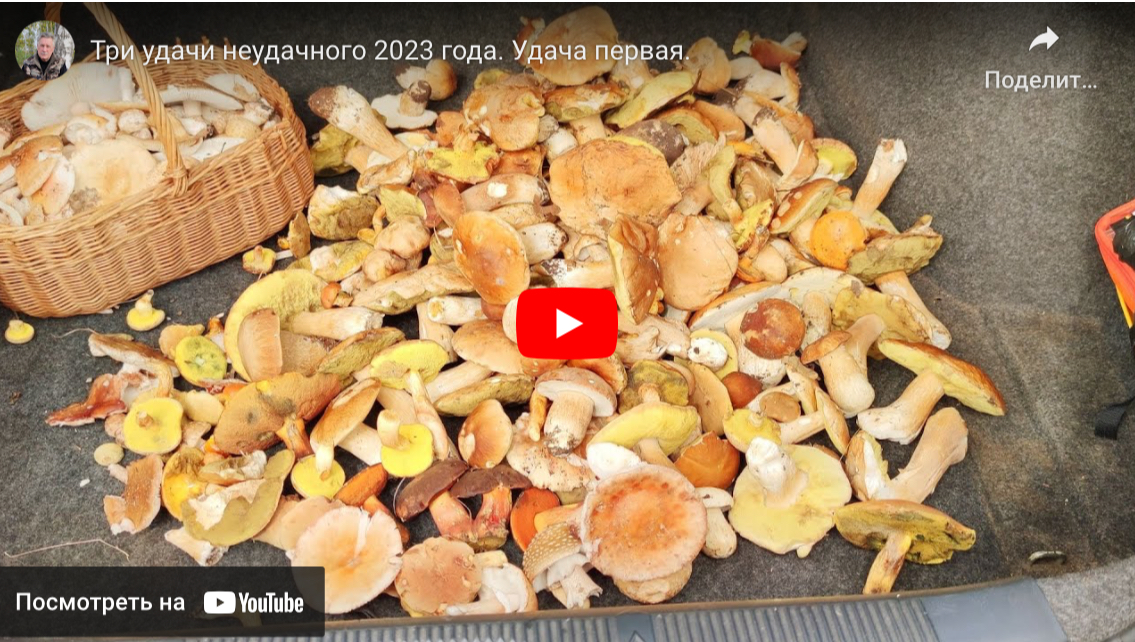 Три удачи неудачного 2023 года (В2, С1)